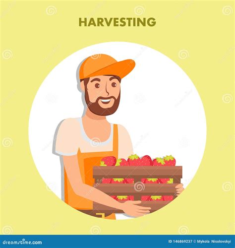 Strawberry Harvesting Poster Flat Vector Template Stock Vector - Illustration of organic, crop ...