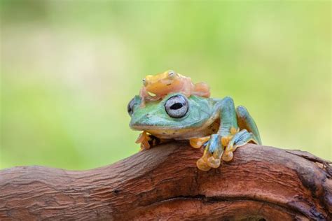 Premium Photo | Javan flying tree frog on tree branch