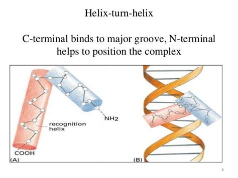 HELIX-LOOP-HELIX, HELIX-TURN-HELIX