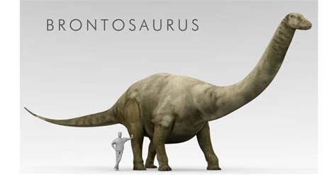 Brachiosaurus vs. Brontosaurus: 5 Key Differences Explained