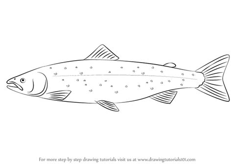 Learn How to Draw an Atlantic Salmon (Fishes) Step by Step : Drawing Tutorials