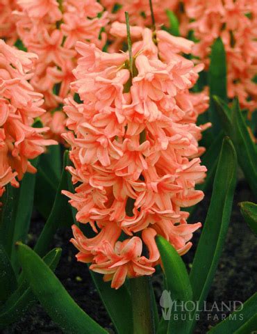 Holland Bulb Farms-Gipsy Queen Hyacinth | Bulb flowers, Hyacinth ...