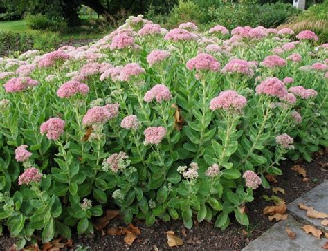 50 Sedum telephium Seeds, Hylotelephium telephium, orpine Seeds — Seeds ...