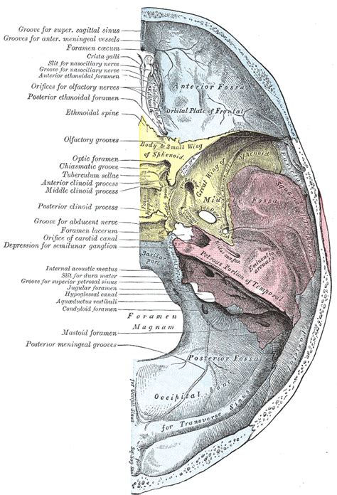 Hypoglossal canal - wikidoc