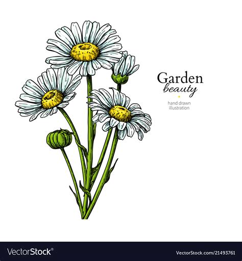 Daisy flower drawing hand drawn floral Royalty Free Vector