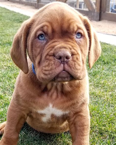 Dogue De Bordeaux Puppies For Sale | Apple Valley, CA #306024