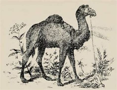 Optical Illusion: Spot The Camel Rider In 15 Seconds!