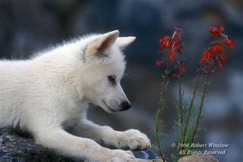 Images Of Baby Arctic Wolves