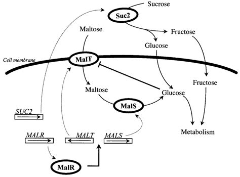 Sucrose metabolism and maltose metabolism in addition to the respective... | Download Scientific ...