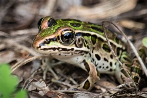 Northern Leopard Frog 101: Physical Characteristics, Habitat, Behavior ...