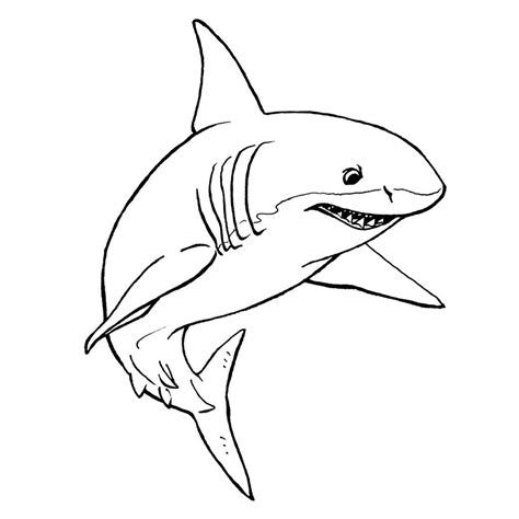 Shark Line Drawing at PaintingValley.com | Explore collection of Shark Line Drawing