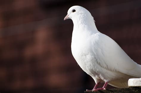 White Dove Free Stock Photo - Public Domain Pictures