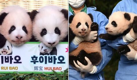 Giant panda twins are unveiled in naming ceremony in South Korea - English - www.abdpost.com ...