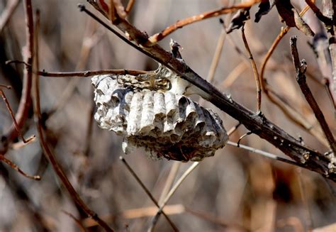 Your Daily Dose of Sabino Canyon: Paper Wasp Nest