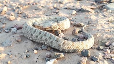 First Aid for Persian Horned Viper Snake Bite