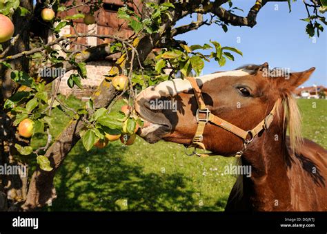 Horse eating apples, Bolzano, South Tyrol, Tyrol, Italy, Europe Stock Photo - Alamy