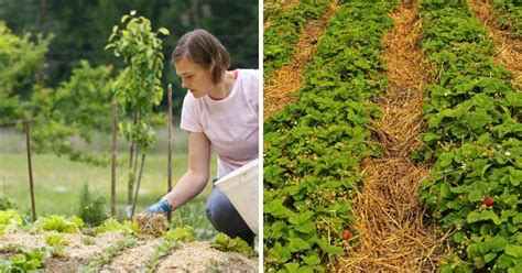 Triple your Harvest - The Ultimate Guide to Mulching: Types, Techniques ...