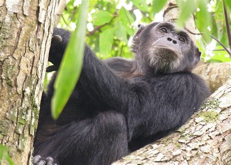 Chimpanzee trekking vacations in Africa | Audley Travel US