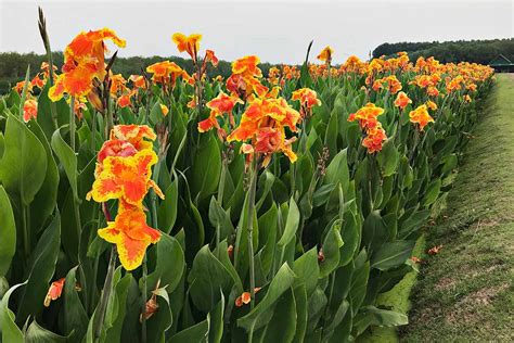 Gardeners - what's the scuttlebutt on *canna* plants - my new, short ...