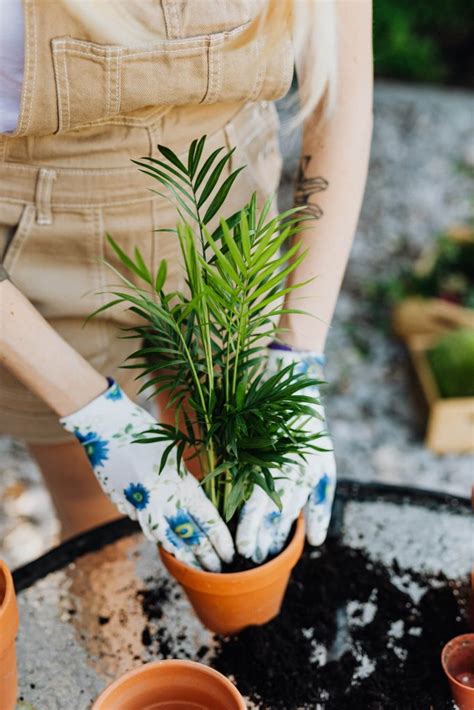 How to Plant Areca Palm | Planting Guide, Cultivation and Health Benefits