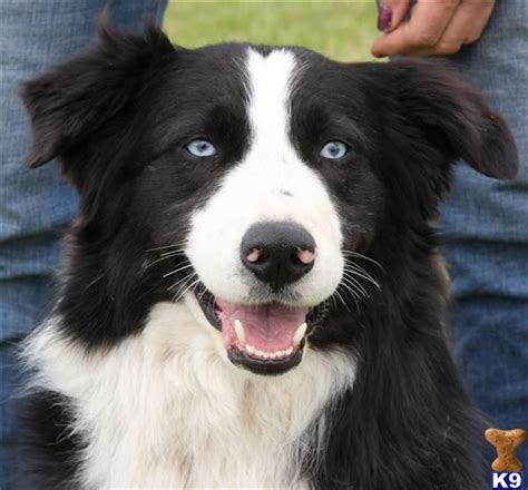 Australian Shepherd, black bi | Australian shepherd, Animal smile ...