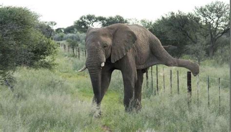 Delicate Elephant Tiptoes Over Fence Instead Of Trampling It - The Dodo