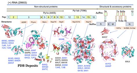 (IUCr) Structural biology of SARS-CoV-2 proteins