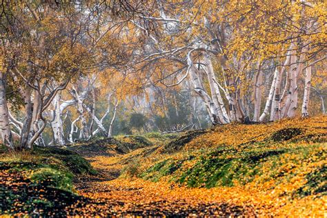 Servizi Fotografici, Video e Stampa Fine Art. Etna, bosco di Betulle dei Monti Sartorius