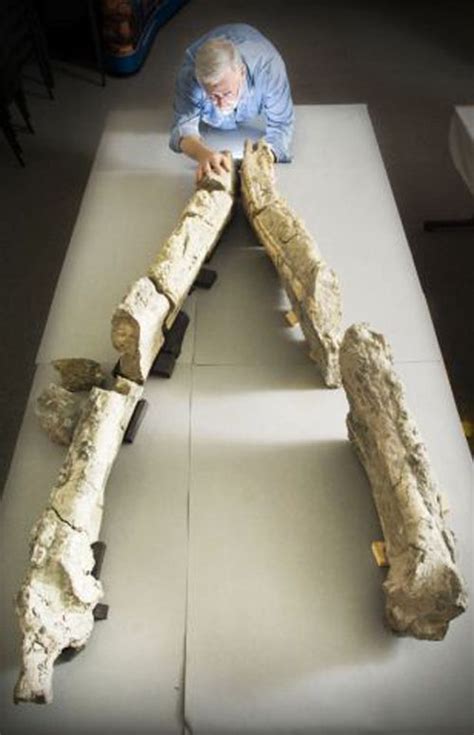 ower mandible of an 7.9-foot-long pliosaur skull at the U.K.'s Dorset County Museum ...