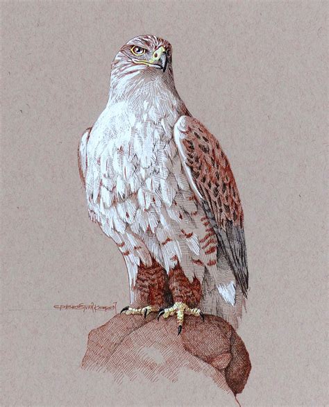 Ferruginous Hawk - Picture This Framing & Gallery