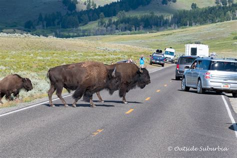 A Safari in Wyoming at the Grand Teton and Yellowstone National Parks • Outside Suburbia Family