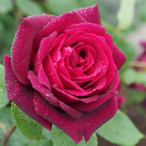 Oklahoma Rose | Star Nursery Garden and Rock Centers