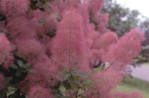 Online Plant Guide - Cotinus species / Purple Smoke Tree | Smoke tree, Drought tolerant trees ...