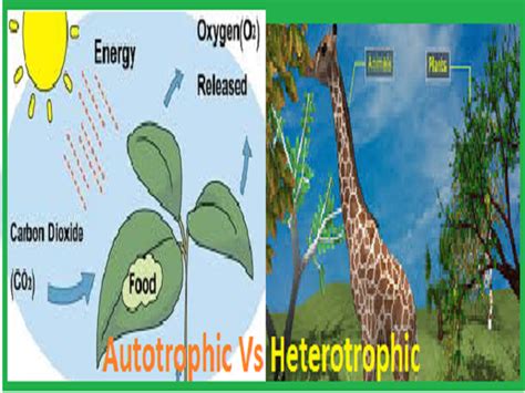 What is the difference between the Autotrophic and Heterotrophic modes of nutrition?