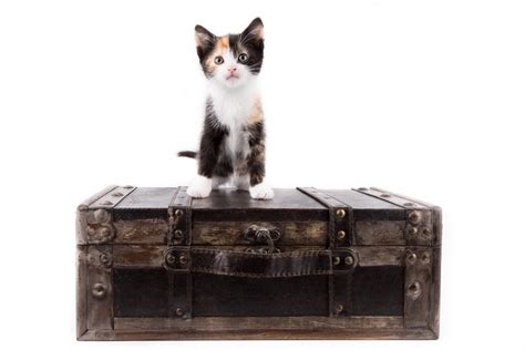 Cat In Suitcase Free Stock Photo - Public Domain Pictures