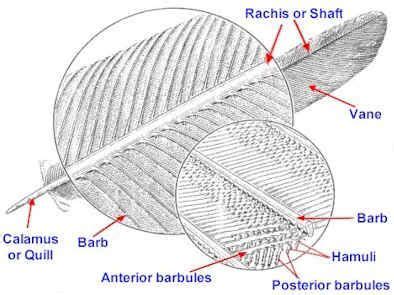 Notes for Zoology - Page 10 | Parrot feather, Feather art, Zoology