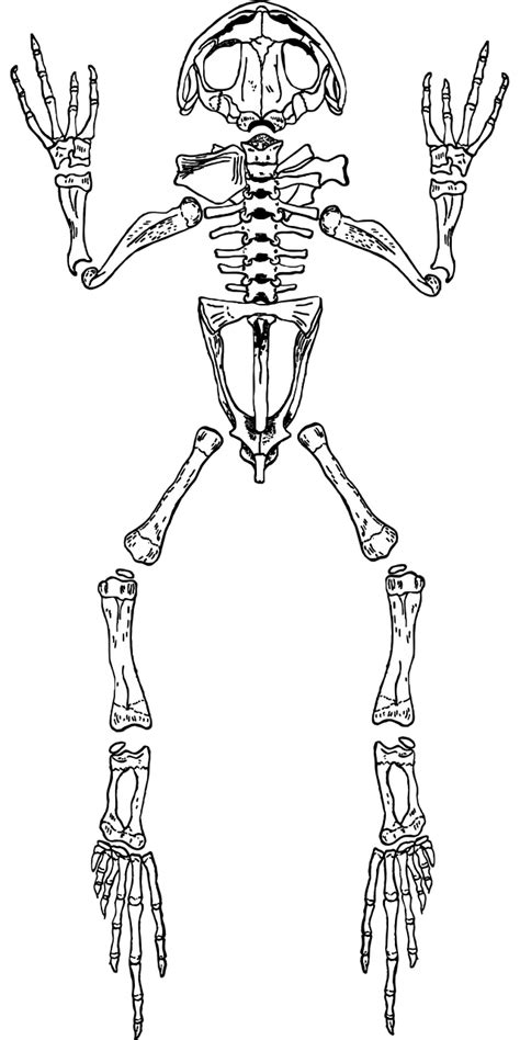 Frog Skeleton Anatomy - Free vector graphic on Pixabay