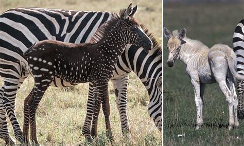 Zebras with spots and gold fur are observed in Africa that are genetic mutations from inbreeding ...