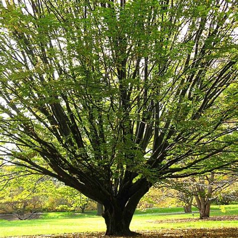 AMERICAN HORNBEAM Carpinus Caroliniana - 20 SEEDS