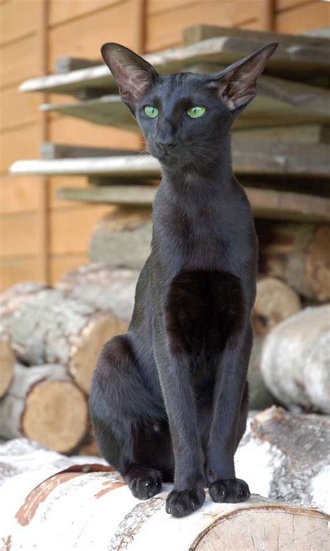 Oriental Shorthair Cats Look Like Egyptian Gods