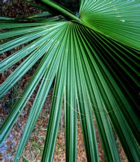 Palm Leaf Green Fan Leaves | Christopher Sessums | Flickr