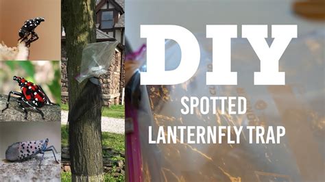 Make a DIY spotted lanternfly circle trap - YouTube