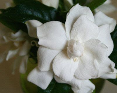 Gardenia bouquet, Gardenia, Flowers