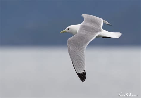 Black-legged Kittiwake | Alaska | Bird images from foreign trips | Gallery | My World of Bird ...