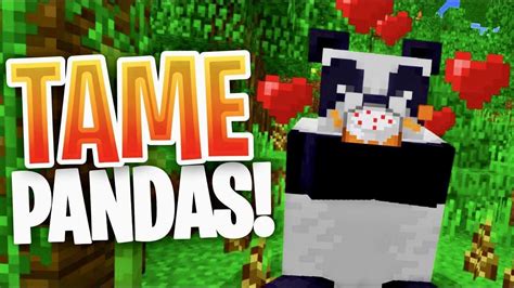 How To Tame Pandas In Minecraft?