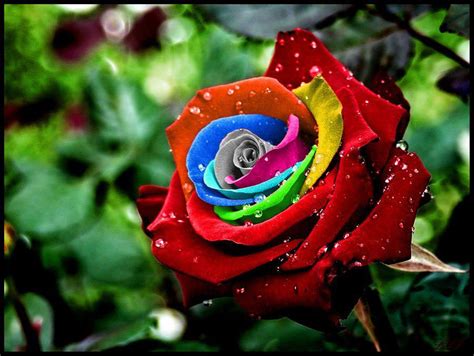 Amazing and Incredible: Rainbow Roses