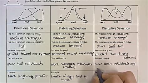 Types of Natural Selection - YouTube