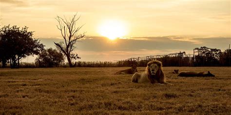 Johannesburg Lion Park | 52inKicks South Africa Adventures