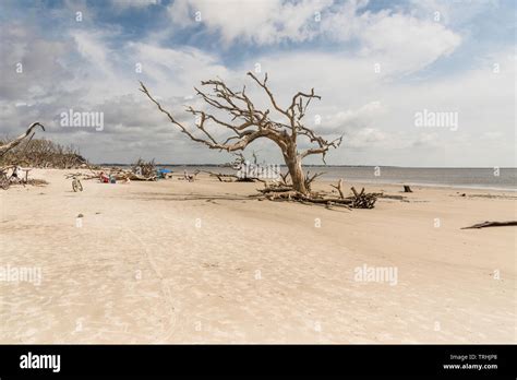 Driftwood Beach Jekyll Island Brunswick, Georgia USA Stock Photo - Alamy