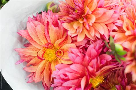 "Bouquet Of Dahlias" by Stocksy Contributor "Kristin Duvall" - Stocksy